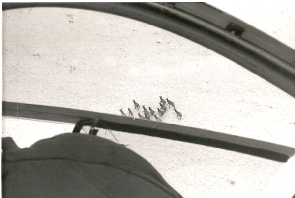 View from inside a helicopter looking down at a group of animals on a snowy surface. The helicopter's framework and part of what appears to be a seat or piece of equipment are visible.