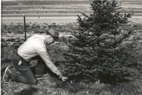 A man in a hat and checkered shirt kneels on the ground next to a small pine tree, adjusting something at its base. The scene is set in a grassy area with a fence and open field in the background.