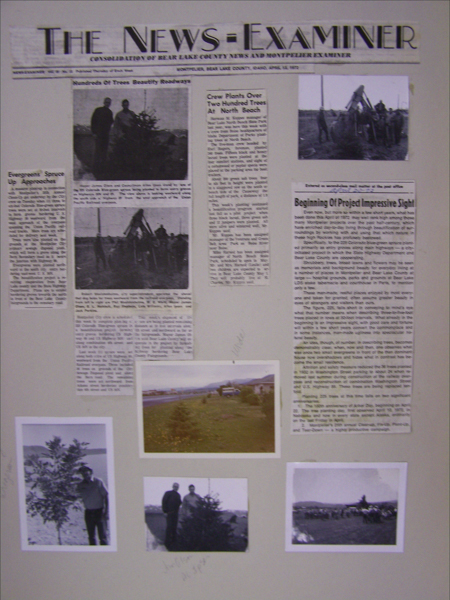 A newspaper page titled "The News-Examiner" includes multiple articles and photographs. Headlines read, "Hundreds Of Trees Beautify Roadways" and "Crew Plants Over Two Hundred Trees At North Beach." There are images of people standing near trees and machinery used for planting. Handwritten notes are visible. One photo shows two people beside a small tree, another image displays equipment in an open field, and additional photos depict a landscape with young trees and individuals posing.