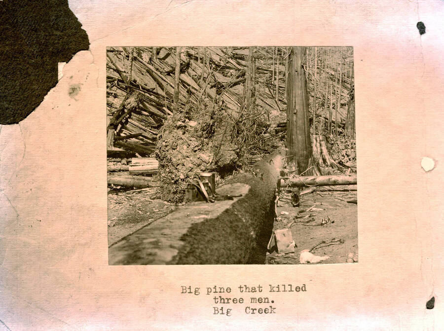 Image is of the big pine that killed three men, Big Creek. 1910 Forest fire. Copied from S.A. Woodbury. 