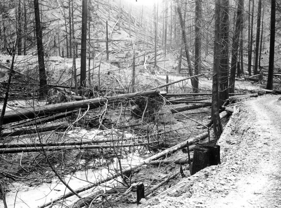 Image shows burned timber surrounding Placer Creek after the fire. Forest fire 1910.