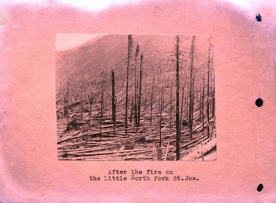 Image labeled "After the fire on the Lille North Fork St. Joe." Copied from S.A. Woodbury.