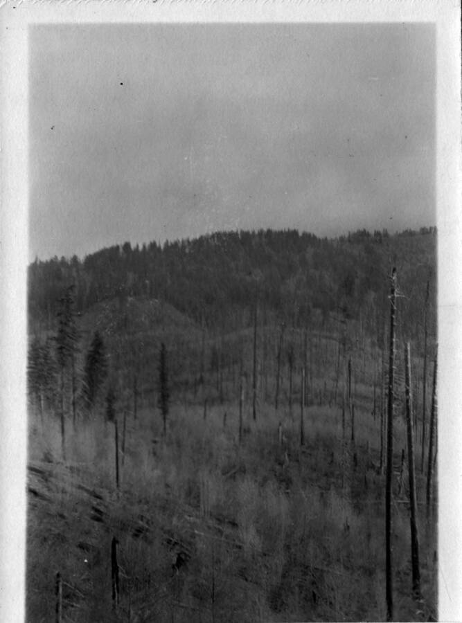 View of burnt over area after August 1910 forest fire