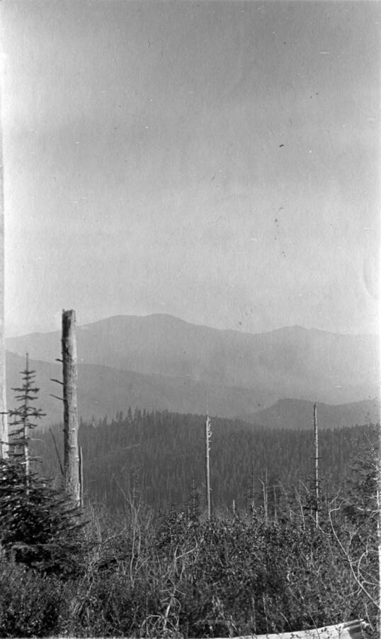 View of burnt over Dull Axe area after August 1910 forest fire