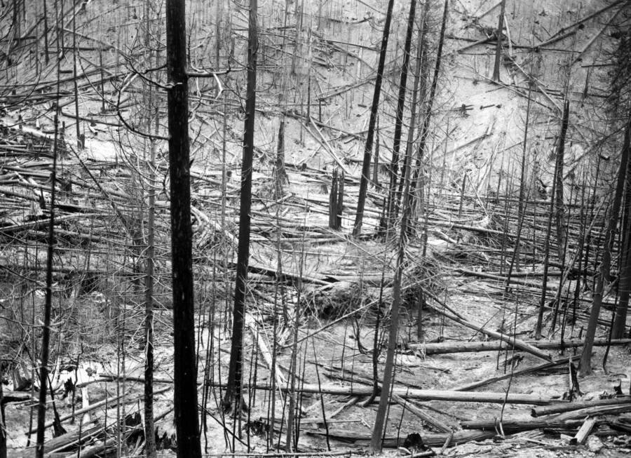Image shows burned timber surrounding Placer Creek after the fire. Forest fire 1910.