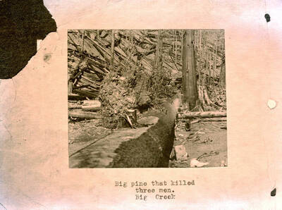 Image is of the big pine that killed three men, Big Creek. 1910 Forest fire. Copied from S.A. Woodbury.