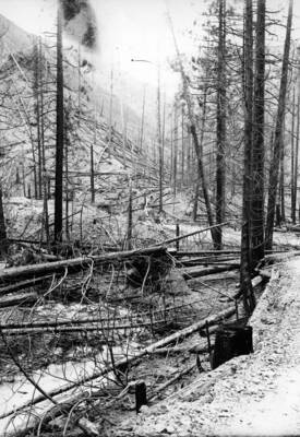 Image shows burned timber surrounding Placer Creek after the fire. Forest fire 1910.