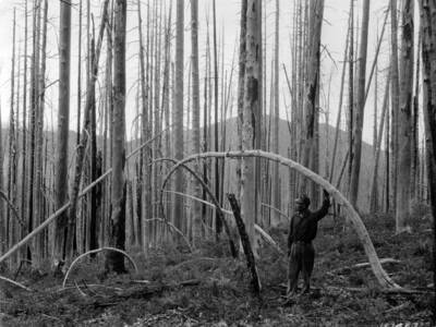View of burnt over Striped Peak area.