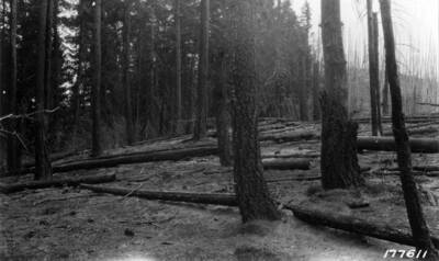 View of burnt over ridge top.  Here the fire came up the ridge and crowned to the top, slowed down at the ridge crest.  It burned very hard as can be noted by the burned out green timber.  A wall of searing flame.