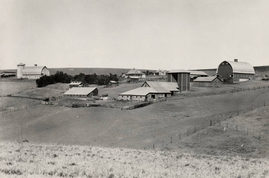 1936 panoramic photograph of University farms' pig houses. [PG1_001-02]