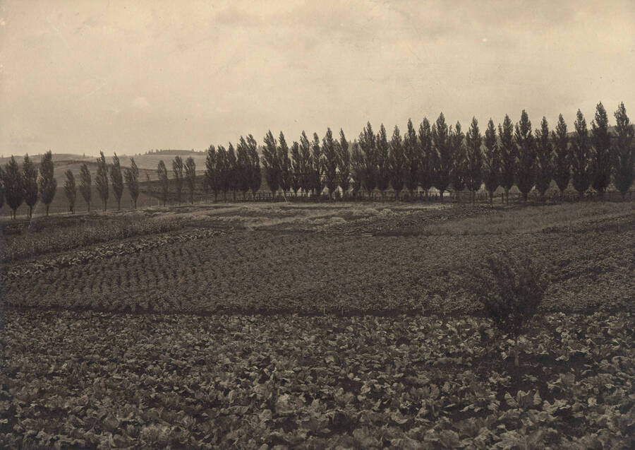 1895 photograph of University Farms. Trees in background. [PG1_105-17]