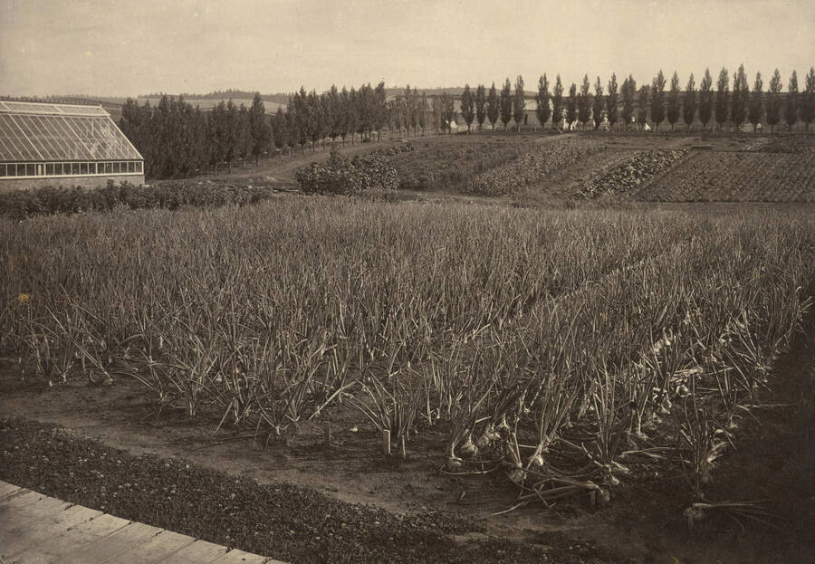 1895 photograph of University Farms. Greenhouse to the left. [PG1_105-18]