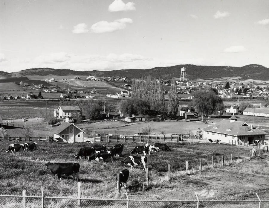 1950 photograph of University Farms. Cows in foreground, water tower in background. [PG1_105-22]