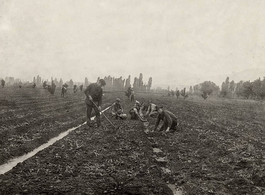 1930 photograph of University Farms. Students gardening irrigated plots. [PG1_105-03]