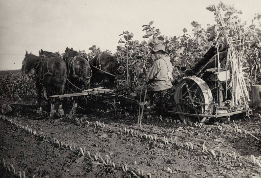 1926 photograph of University Farms. A farmer harvests sunflowers with a horse-drawn corn-binder. [PG1_105-07]