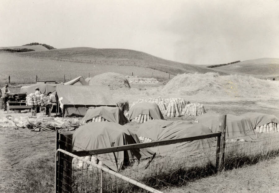 1926 photograph of University Farms. Piles of hay in background. [PG1_105-08]