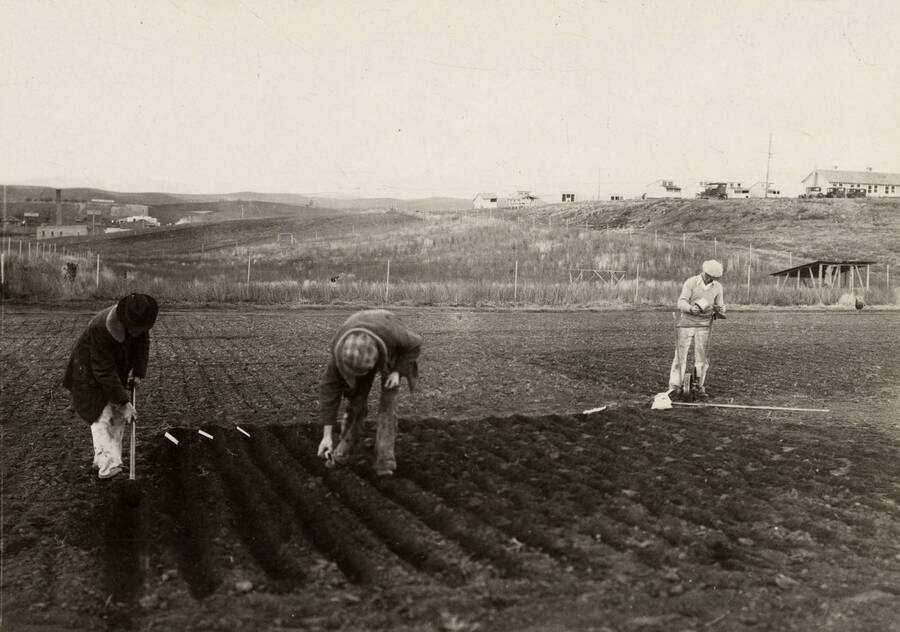 1930 photograph of University Farms. Students plant seeds in a field. [PG1_105-09]