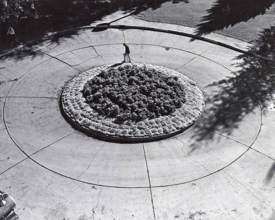 1960 photograph of the small garden that replaced the Administration Building Fountain. [PG1_112-04]