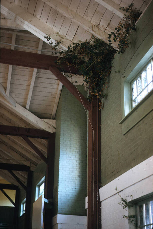 1975 photograph of Art and Architecture South during renovation. Ivy invading building from roof. Donor: Karl Roenke and Robert Weaver, 1976. [PG1_167-039]