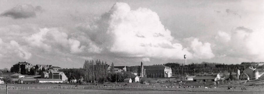 1930 panoramic photograph of University of Idaho campus. Cattle in the foreground with Memorial Gym in the background. [PG1_002-18]