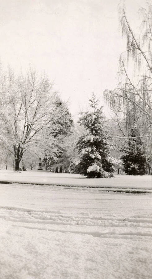 1950 photograph of University of Idaho campus. Looking south on Administration lawn in the winter, statue to the left. Donor: University of Idaho Press. [PG1_002-57]