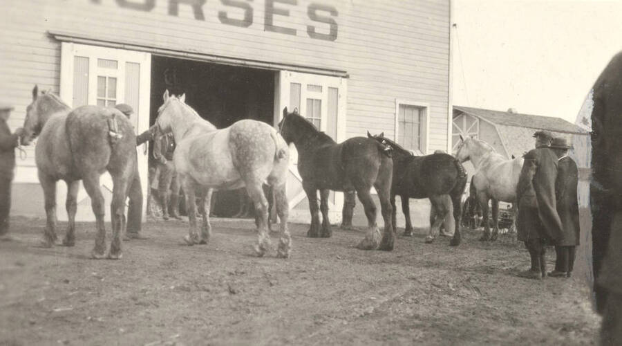 1932 photograph of horses on the University of Idaho campus. Students judge pure-bred draft horses. [PG1_204a-01]