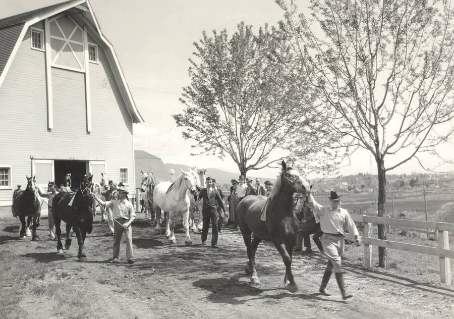 Leading horses during Little International. University of Idaho. [204a-12]