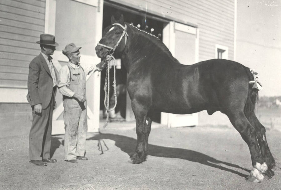 1935 photograph of horses on the University of Idaho campus. Two men examine a horse. [PG1_204a-13]
