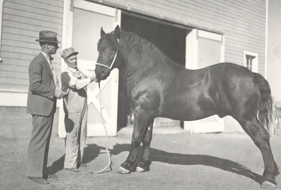 1935 photograph of horses on the University of Idaho campus. Two men examine a horse. [PG1_204a-14]