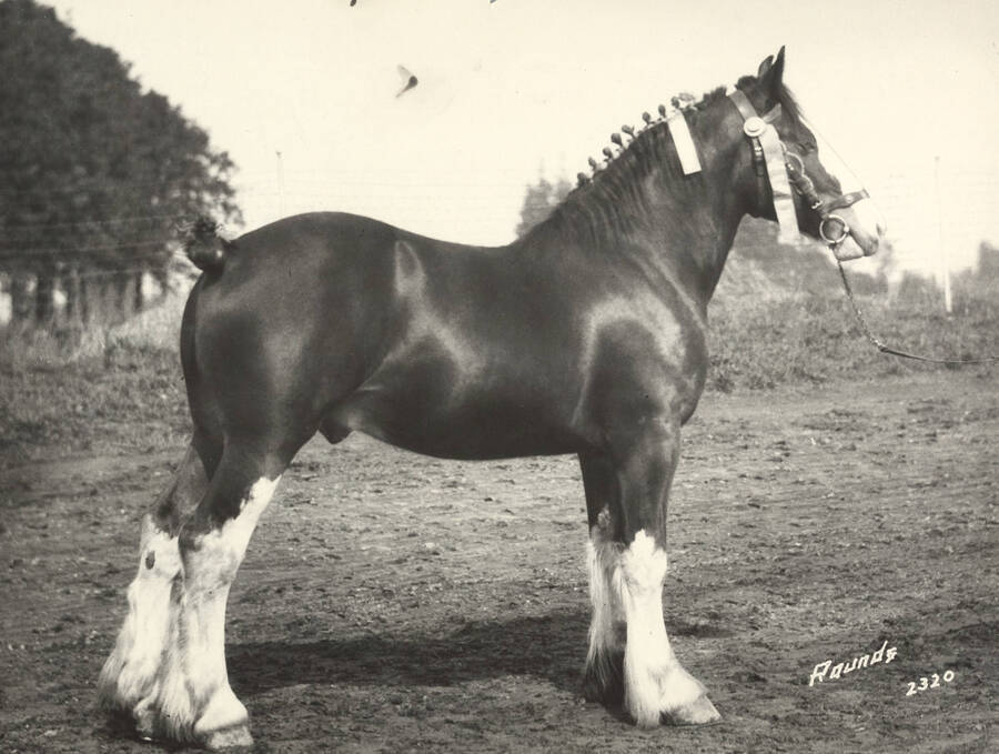 1924 photograph of horses on the University of Idaho campus. A horse named Rugby King. [PG1_204a-15]