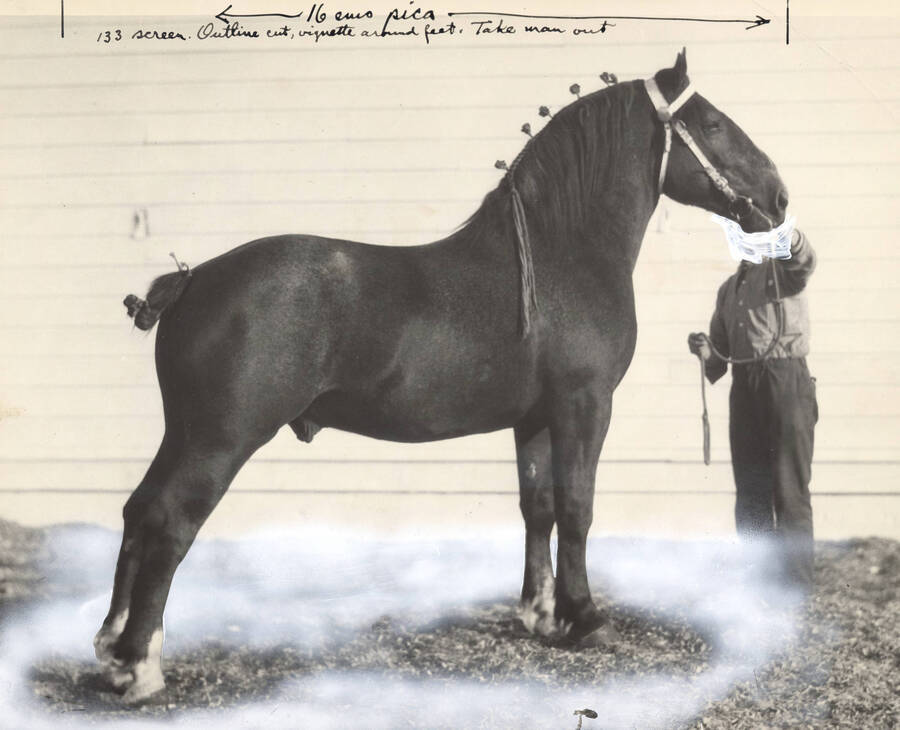 1930 photograph of horses on the University of Idaho campus. A draft horse in show stance. [PG1_204a-16]
