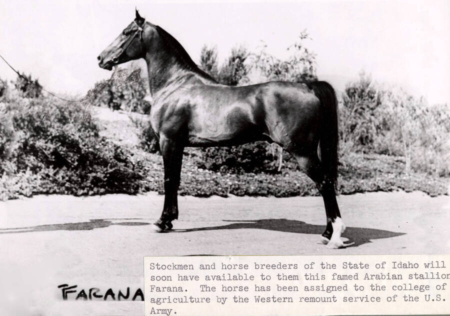 1948 photograph of horses on the University of Idaho campus. An Arabian stallion names Farana. Donor: Publications Dept. [PG1_204a-17]