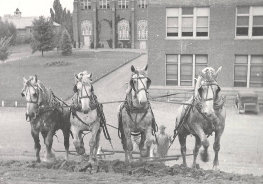 1921 photograph of horses on the University of Idaho campus. A team of horses plows the hillside south of the Administration Building. [PG1_204a-02]