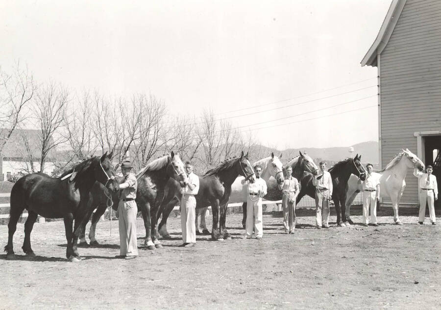 1937 photograph of horses on the University of Idaho campus. Men and horses in foreground. [PG1_204a-20]