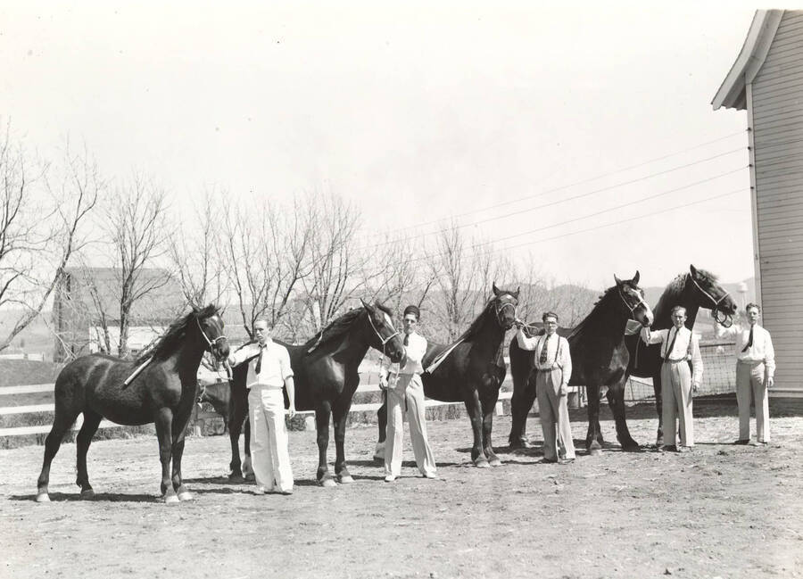 1937 photograph of horses on the University of Idaho campus. Men and horses in foreground. [PG1_204a-21]
