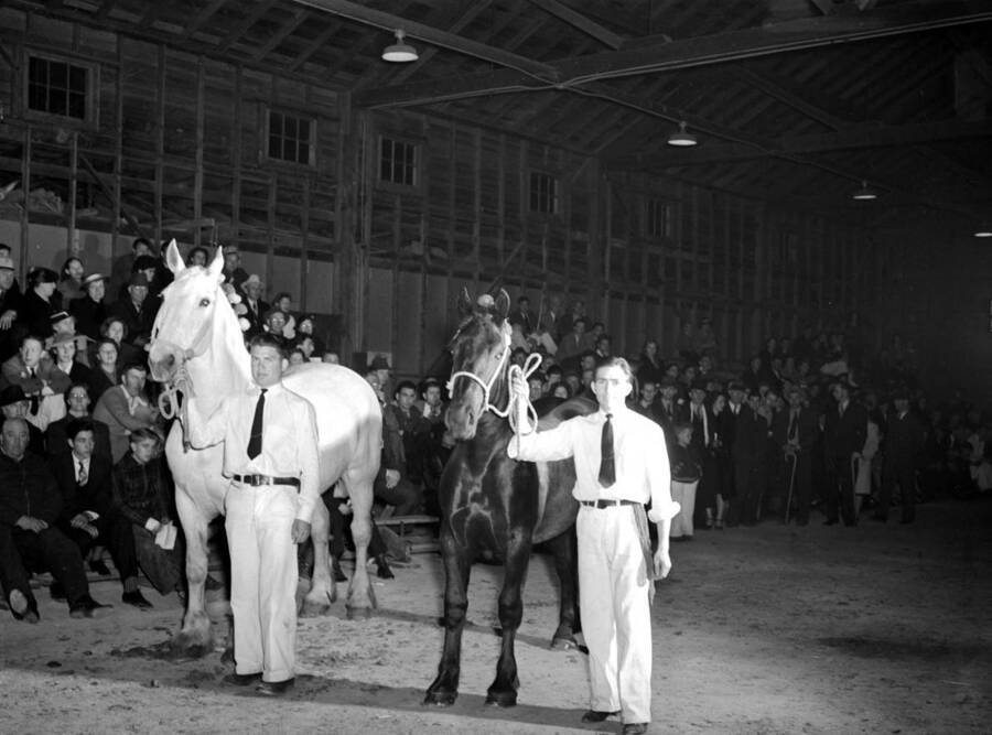 1940 photograph of horses on the University of Idaho campus. Students pose with horses in front of an audience. [PG1_204a-23]