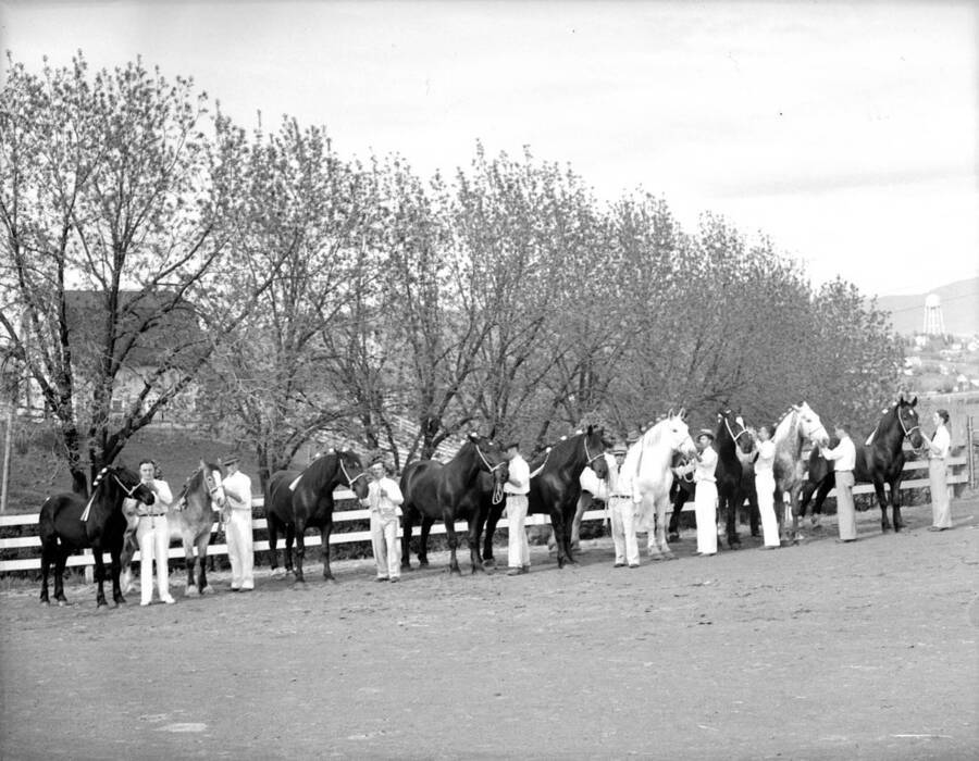 1941 photograph of horses on the University of Idaho campus. Students pose with horses with trees in background. [PG1_204a-24]