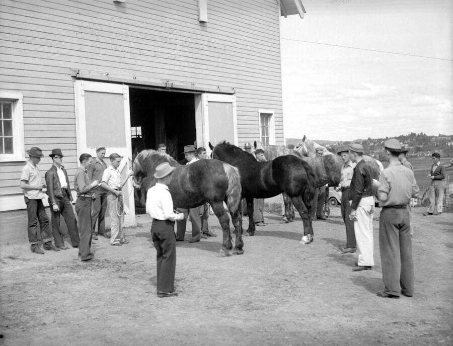 May 2, 1941 photograph of horses on the University of Idaho campus. Students stand with horses in front of a barn. [PG1_204a-25]