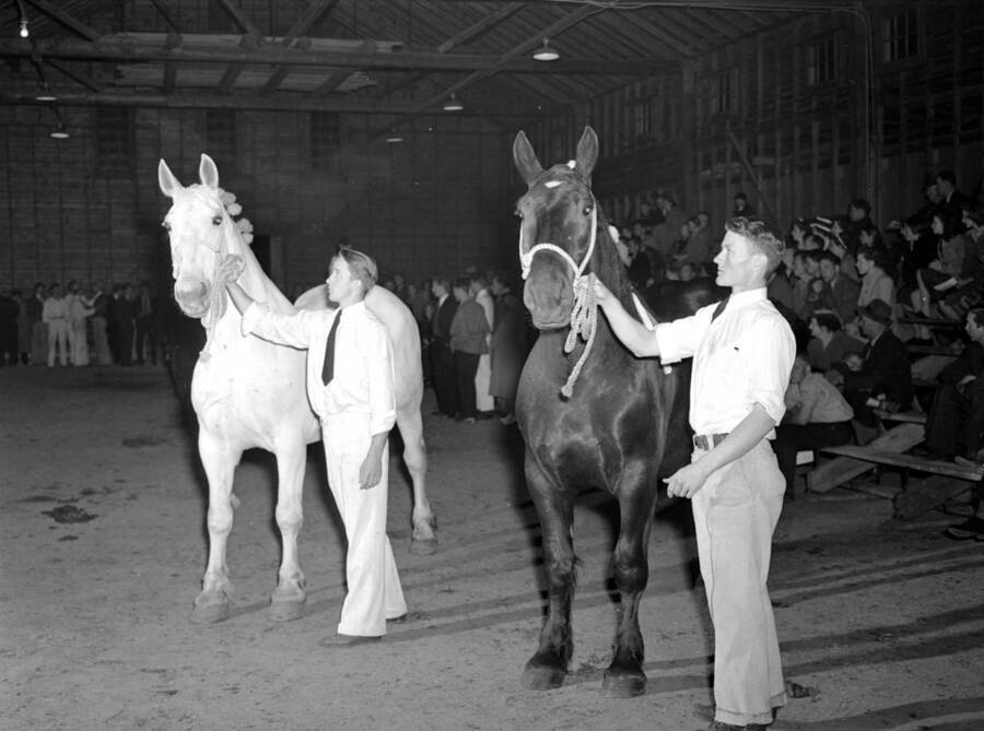 1941 photograph of horses on the University of Idaho campus. Students show horses in front of an audience. [PG1_204a-26]