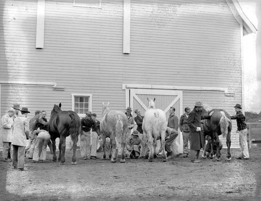 1941 photograph of horses on the University of Idaho campus. Students show horses in front of a barn. [PG1_204a-27]