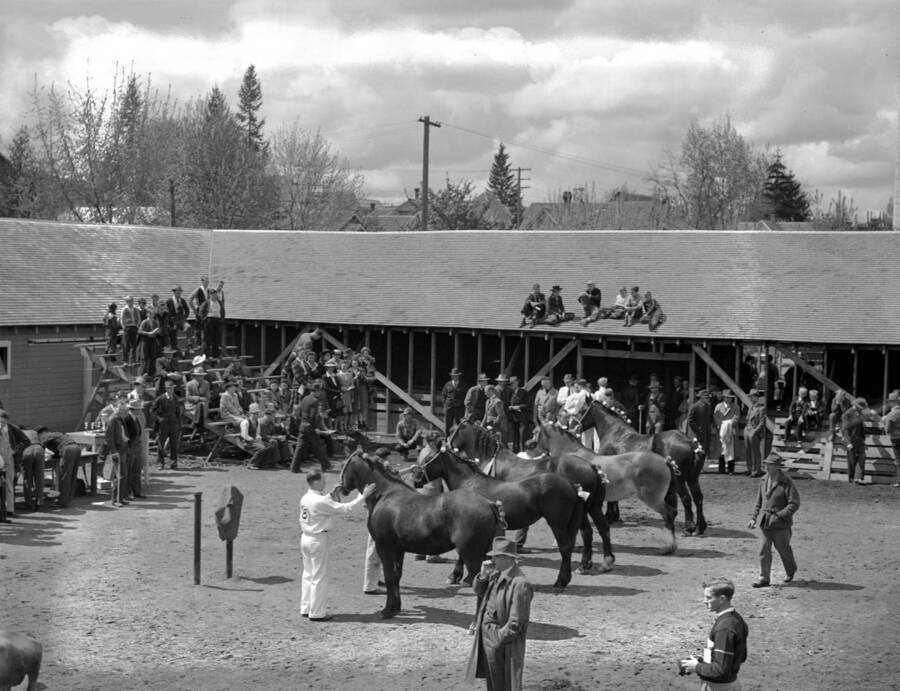 1943 photograph of horses on the University of Idaho campus. Students show horses to a crowd outside of a barn. [PG1_204a-28]