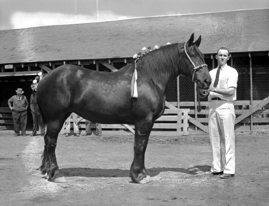 1943 photograph of horses on the University of Idaho campus. A student poses with a horse in foreground. [PG1_204a-29]