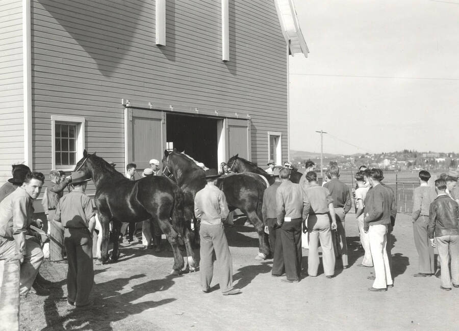 1936 photograph of horses on the University of Idaho campus. A group of men examine horses in front of a barn. [PG1_204a-06]