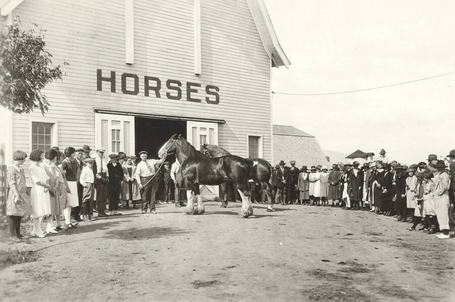 1936 photograph of horses on the University of Idaho campus. A man shows off a horse to a crowd. [PG1_204a-07]