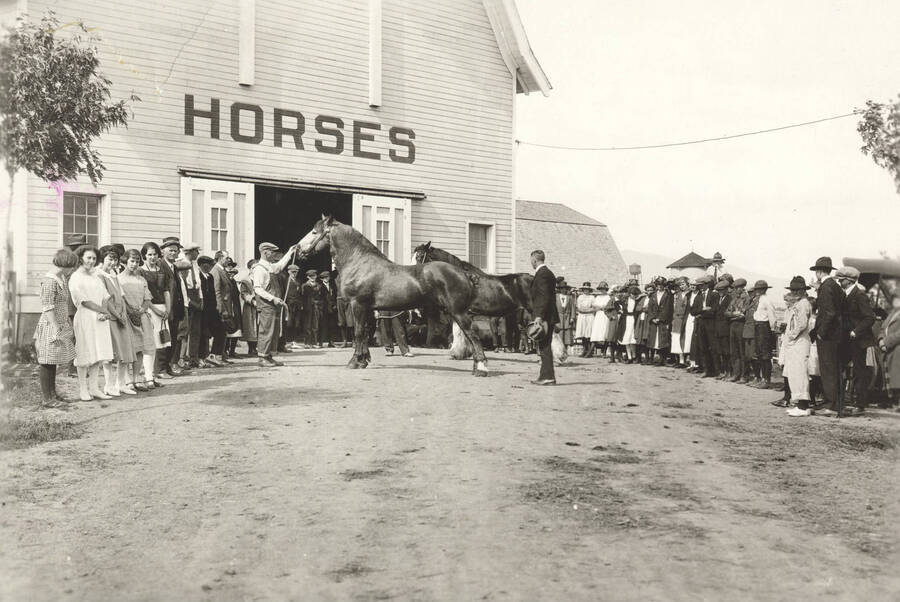 1936 photograph of horses on the University of Idaho campus. A man shows off a horse to a crowd. [PG1_204a-08]