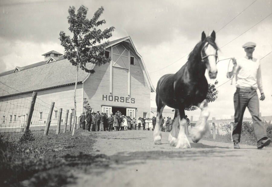 1936 photograph of horses on the University of Idaho campus. A man leads a horse in the foreground, a crowd of people stands near a barn in background. [PG1_204a-09]