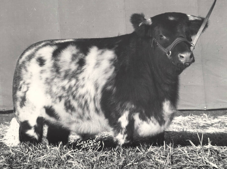 1952 photograph of cattle on the University of Idaho campus. A cow in foreground. [PG1_204b-10]