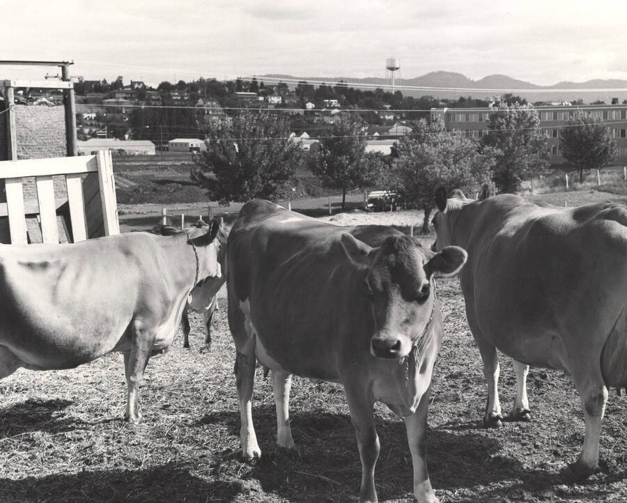 1962 photograph of cattle on the University of Idaho campus. Three cows in foreground, water tower in background. [PG1_204b-11]