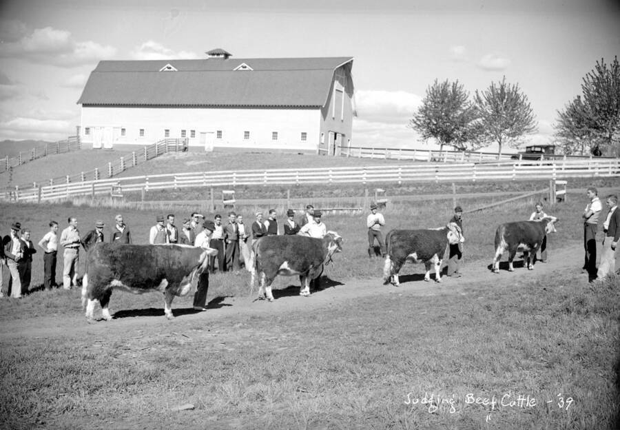 1939 photograph of cattle on the University of Idaho campus. Cattle in foreground, students and barn in background. [PG1_204b-14]