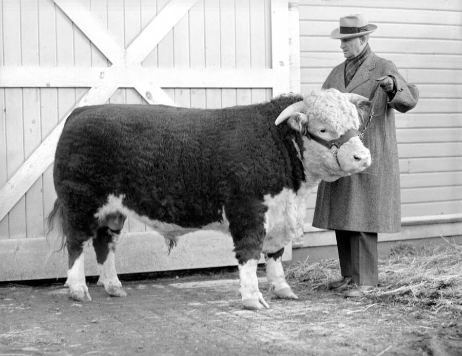1939 photograph of cattle on the University of Idaho campus. A man poses with a bull in front of a barn. [PG1_204b-16]